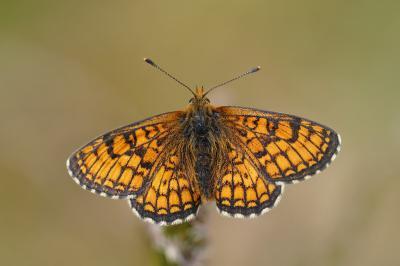 <i>Melitaea parthenoides</i>