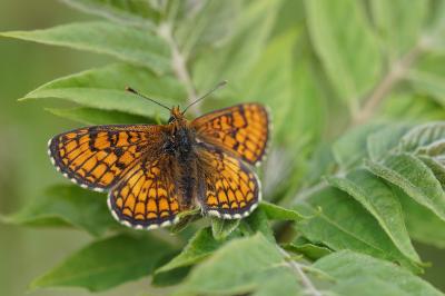 <i>Melitaea parthenoides</i>