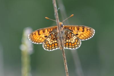 <i>Melitaea parthenoides</i>