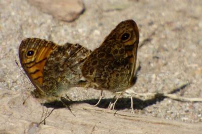 <i>Lasiommata megera</i>