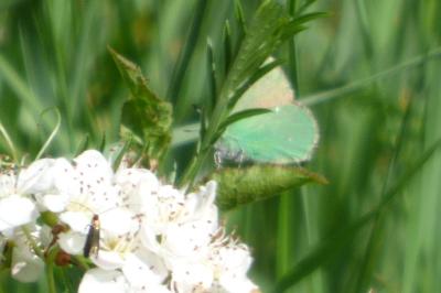 <i>Callophrys rubi</i>