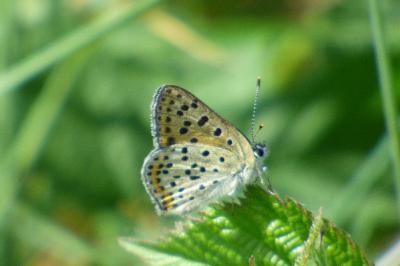 <i>Lycaena tityrus</i>