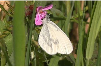 <i>Leptidea sinapis</i>