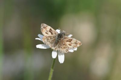 <i>Carcharodus alceae</i>