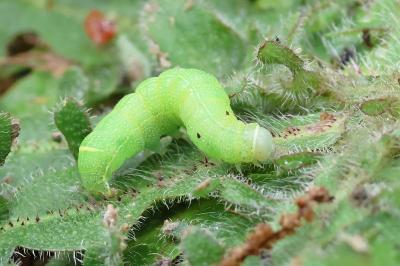 <i>Orthosia cerasi</i>