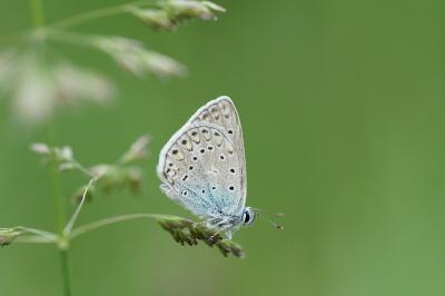 <i>Polyommatus icarus</i>
