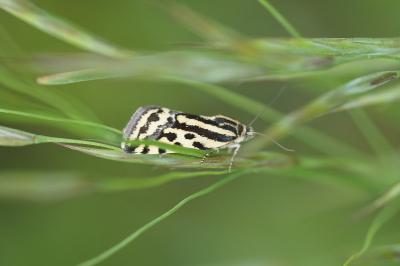 <i>Emmelia trabealis</i>