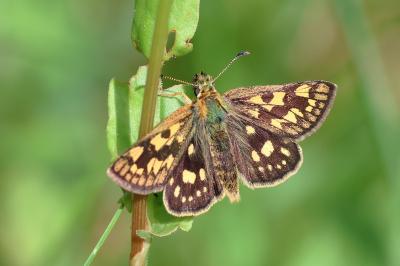 <i>Carterocephalus palaemon</i>