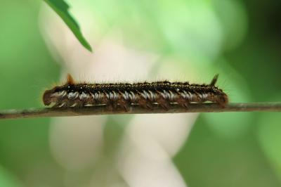 <i>Euthrix potatoria</i>