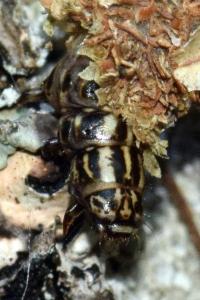 <i>Canephora hirsuta</i>