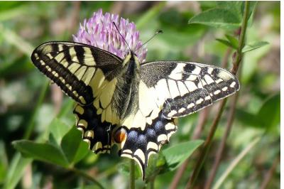 <i>Papilio machaon</i>