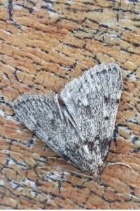 <i>Aglossa pinguinalis</i>