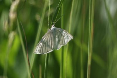 <i>Siona lineata</i>