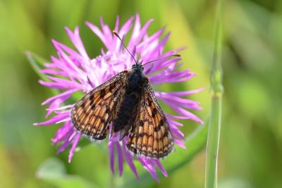<i>Melitaea parthenoides</i>