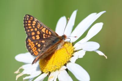 <i>Euphydryas aurinia</i>