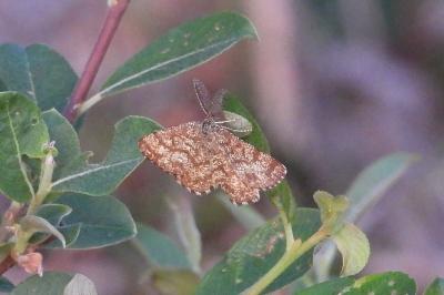 <i>Ematurga atomaria</i>
