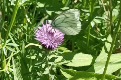<i>Aporia crataegi</i>