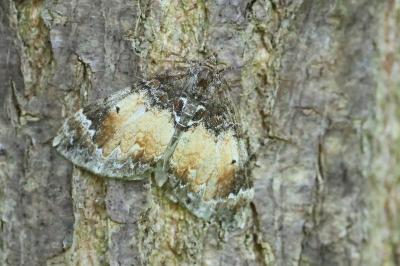 <i>Dysstroma truncata</i>