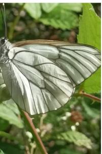 <i>Aporia crataegi</i>