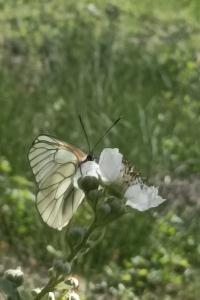 <i>Aporia crataegi</i>