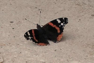 <i>Vanessa atalanta</i>
