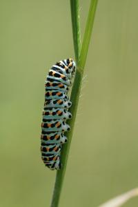 <i>Papilio machaon</i>
