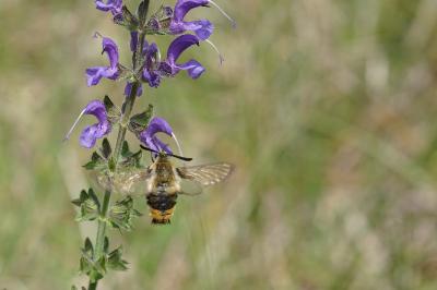 <i>Hemaris tityus</i>