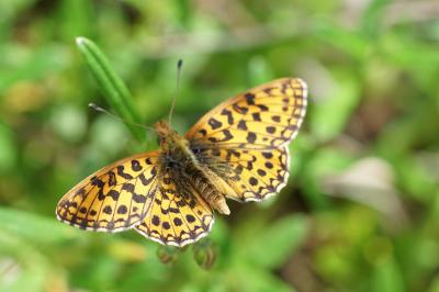 <i>Boloria dia</i>