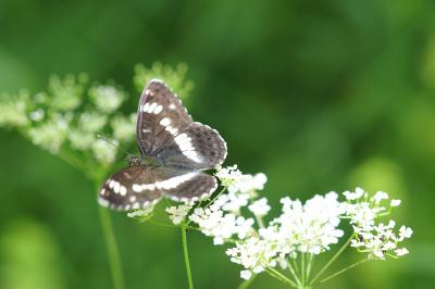 <i>Limenitis camilla</i>