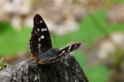 <i>Apatura ilia</i>