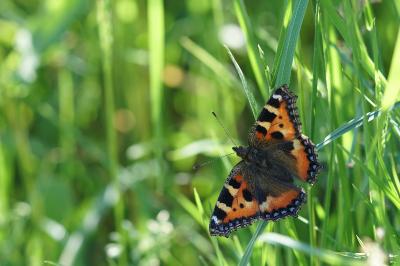 <i>Aglais urticae</i>