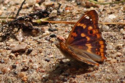 <i>Apatura ilia</i>