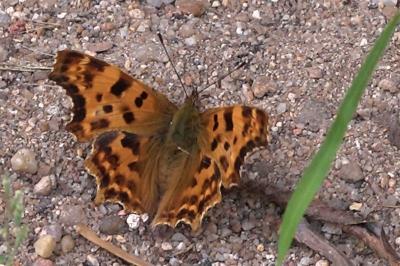 <i>Polygonia c-album</i>