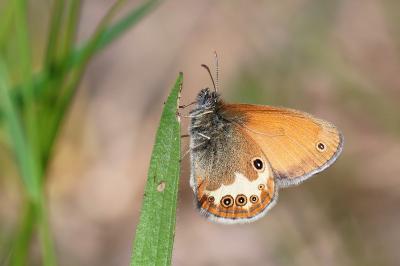 <i>Coenonympha arcania</i>