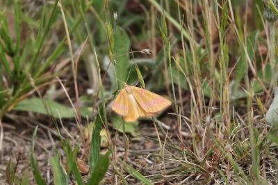 <i>Lythria cruentaria</i>