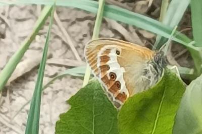 <i>Coenonympha arcania</i>
