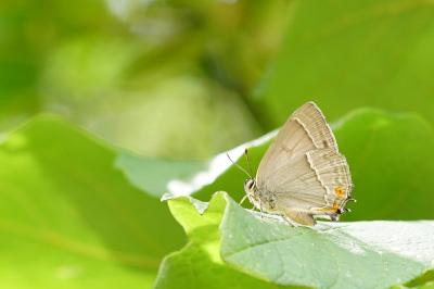 <i>Quercusia quercus</i>