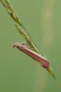 <i>Oncocera semirubella</i>