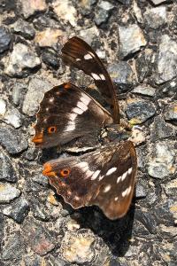 <i>Apatura ilia</i>