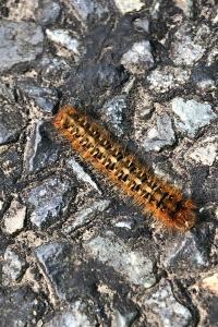 <i>Lasiocampa quercus</i>