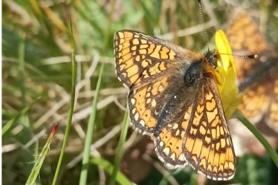 <i>Euphydryas aurinia aurinia</i>