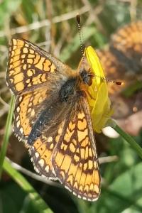 <i>Euphydryas aurinia aurinia</i>