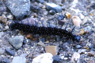 <i>Aglais io</i>