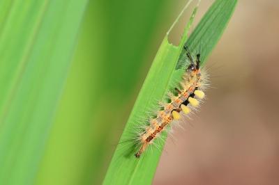 <i>Orgyia antiqua</i>