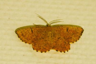 <i>Angerona prunaria</i>