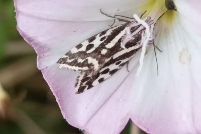 <i>Emmelia trabealis</i>
