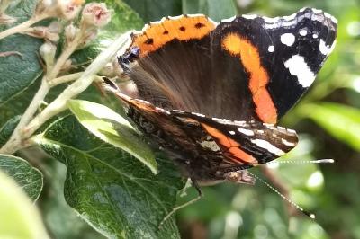 <i>Vanessa atalanta</i>