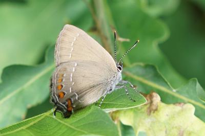 <i>Satyrium ilicis</i>