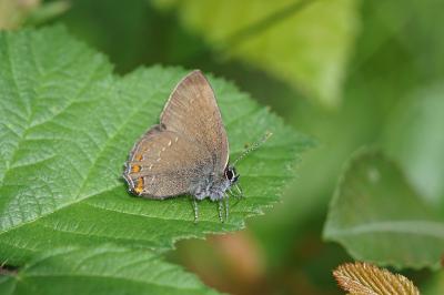 <i>Satyrium ilicis</i>