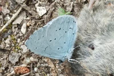 <i>Celastrina argiolus</i>
